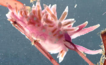 Flabellina spp 